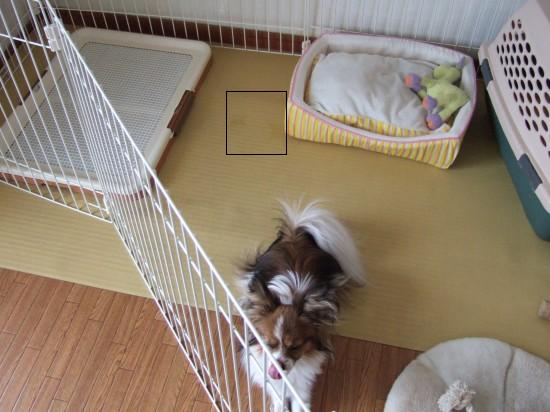 ラッシュ 039ggg.JPG