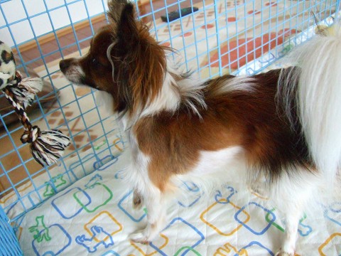 ラッシュ 030.jpg