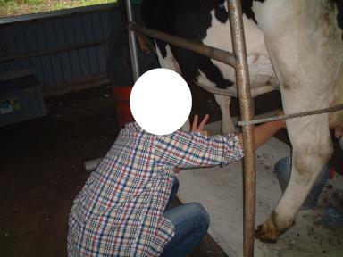 プリンス牛の乳搾り