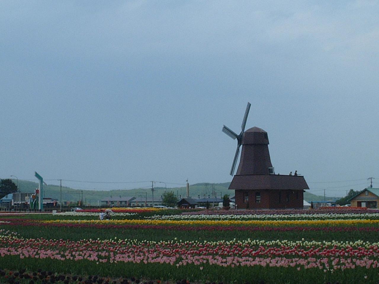 チューリップ畑