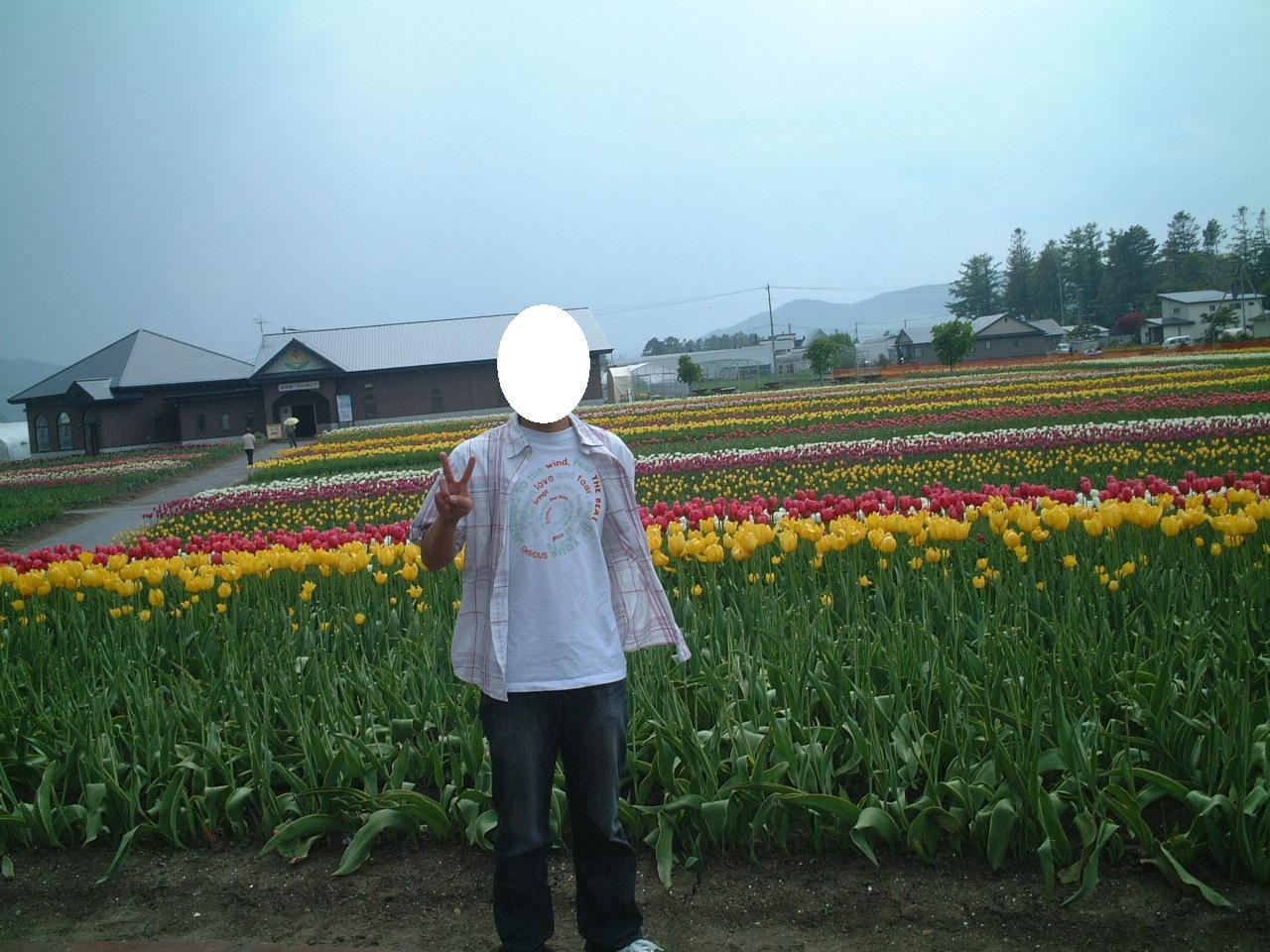 プリンスチューリップ