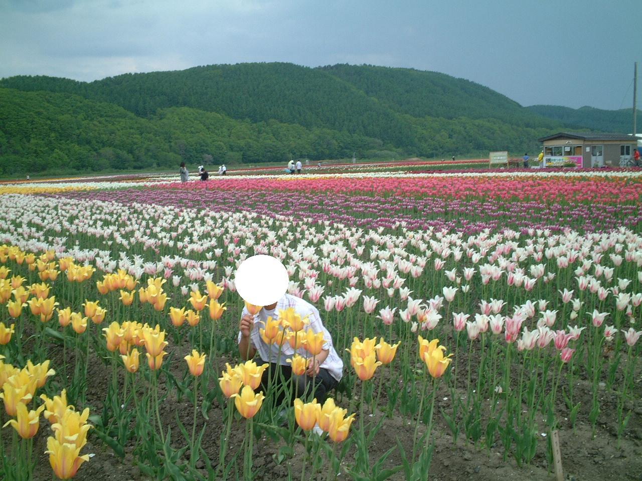 プリンスとチューリップ