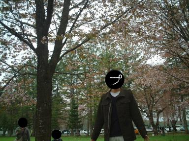 サクラプリンス