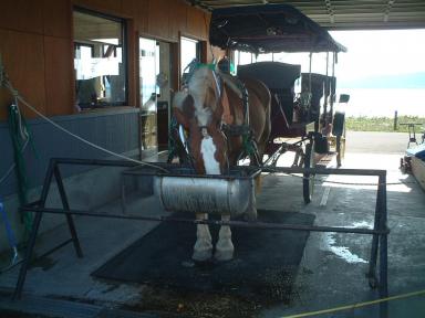 プリンスの家来