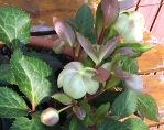 xmas_rose_2