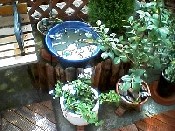 garden_1003