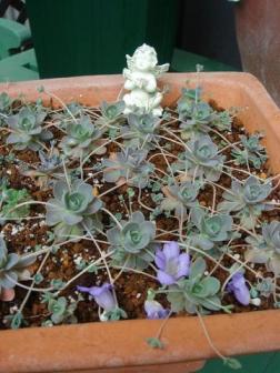 子持ちレンゲ４／２７