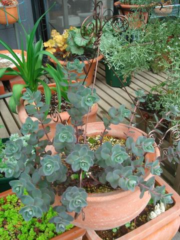 バートラム・アンダーソン４／１４－２