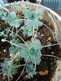 子持ちレンゲ４／１８－１