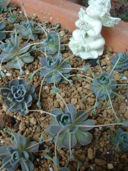 子持ちレンゲ４／１８－２