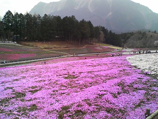 芝桜1