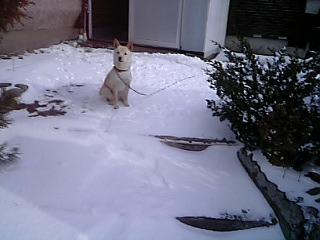 玄関前は雪