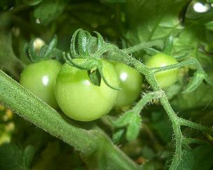 tomato110608.jpg