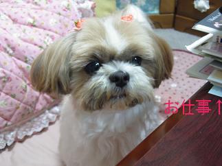 散髪 022モモ散髪.JPG