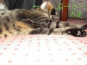 お正月 008チャー広.JPG