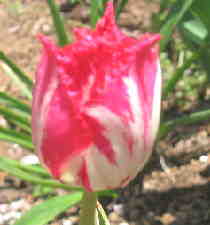 チューリップ　フリンジ咲き