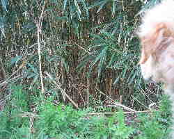 散歩0008.JPG