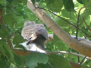 雉鳩　梅の木　幼鳥　.jpg