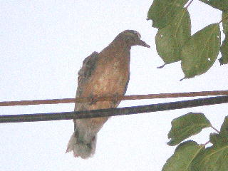 雉鳩　電線　幼鳥　.jpg