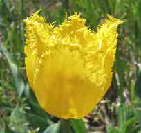 チューリップフリンジ咲き黄