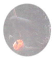 花0001.JPG