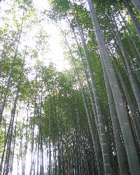 岩清水八幡宮の竹.jpg