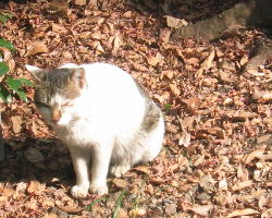 岩清水八幡宮の猫.jpg