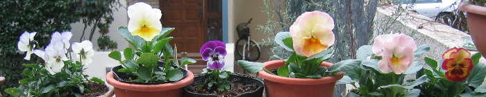 花0010.JPG