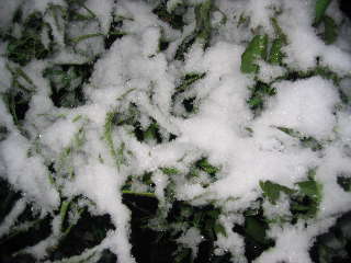 雪0006.JPG