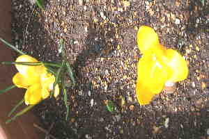 花0005.JPG