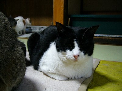 トムトムタン