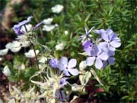 つるはなしのぶ