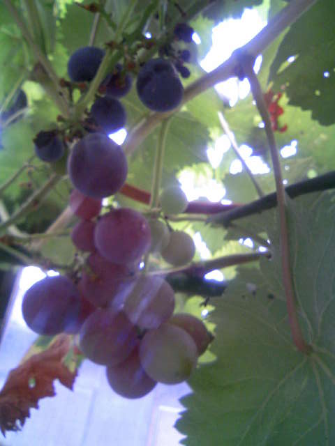 ブドウ.jpg