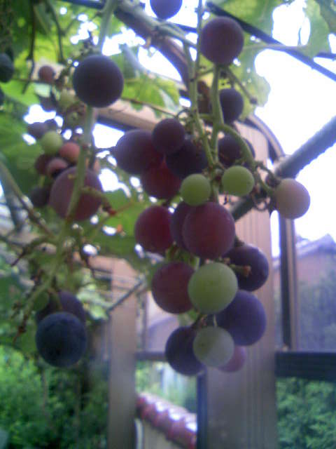 ブドウ　　.jpg