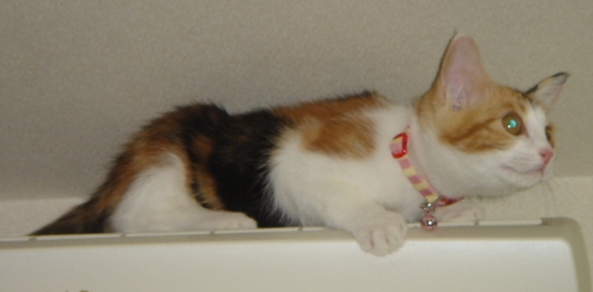 DSC01378.JPG