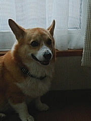 ブログくんくん