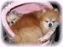 たくさん遊んで疲れたね・・・Zzz・・・。