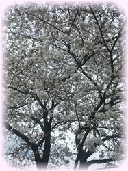 桜がきれいに咲いてたよ～♪