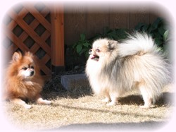 ボクね、ボクね・・・・未来ちゃんに恋しちゃったみたい♪