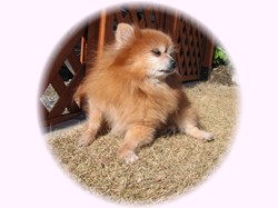 何だか疲れるわぁ・・・。