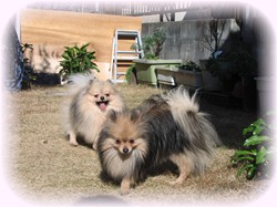 翔君、待って～～～♪