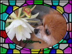 この花は孔雀サボテンですよ～♪