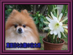 たまには真面目にルンルンル～ン♪