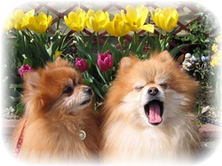 ボクは花には興味ありません！！