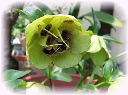 クリスマスローズ勝手に弾けてます・・・。