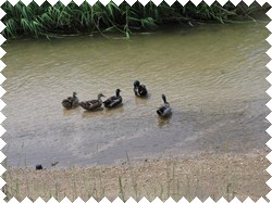 カモがいたよ～～～！