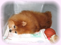 お薬効いてきてるかな・・・。