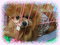 顔が重たいの・・・。そして眠いの・・・。ぐぅぐぅ～♪