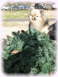 もうすぐクリスマスだね！！ボクのお誕生日はクリスマスの日なんだよ！！