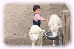 羊さん、お水飲んでくださ～い！